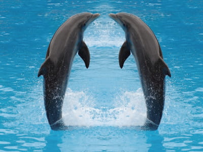 Фотошпалери Молоді дельфіни