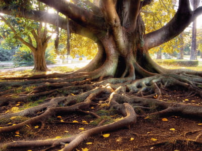 Фотообои Столетнее дерево