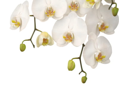 Фотошпалери Чарівні білі орхідеї
