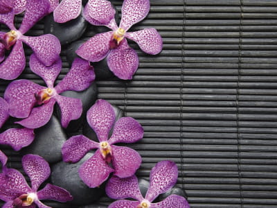 Фотообои Дикая орхидея и камни