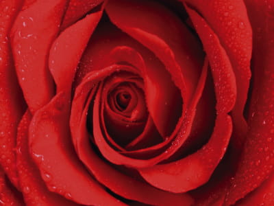 Фотошпалери Велика червона троянда