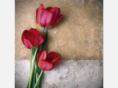 Фотошпалери червоні тюльпани
