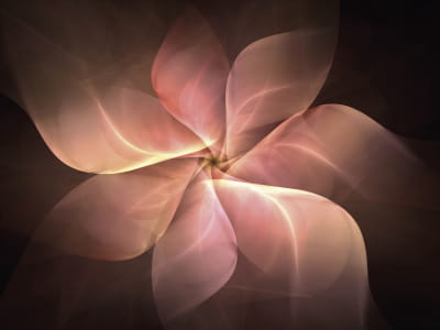 Фотообои Нежный тёплый цветок