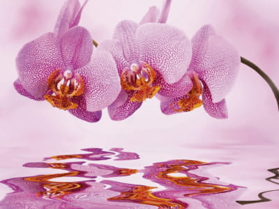 Фотошпалери Рожева орхідея над водою