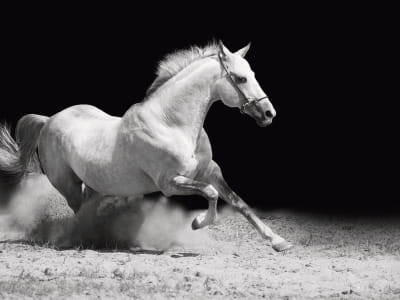 Фотошпалери Кінь на чорному тлі