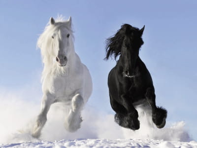 Фотообои Чёрная и белая лошадь