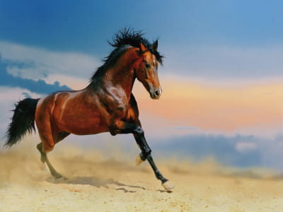 Фотошпалери Швидкий кінь