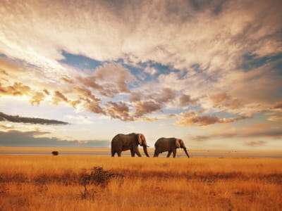 Фотошпалери Пара слонів