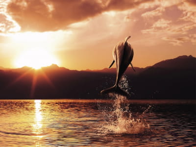 Фотообои Дельфин на закате