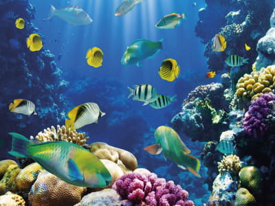 Фотошпалери Риби та коралові рифи