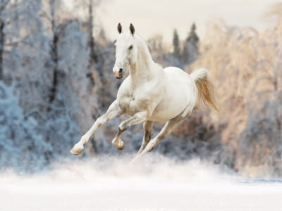 Фотошпалери Біжить білий кінь