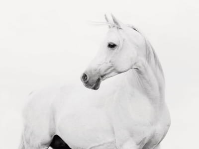 Фотообои Красивая лошадь