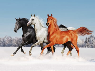 Фотообои Прекрасные лошади
