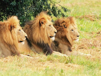 Фотообои Красивые львы