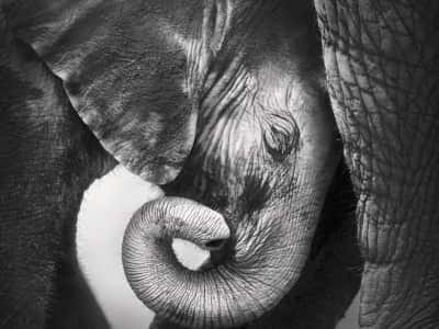 Фотошпалери Слоненя