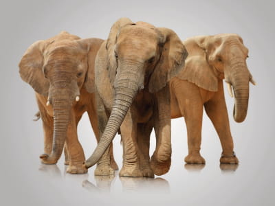 Фотошпалери Великі слони