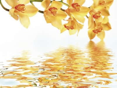 Фотошпалери Жовта дика орхідея