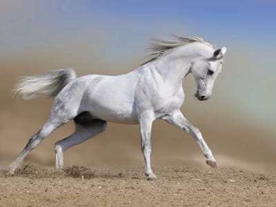 Фотошпалери Білий кінь