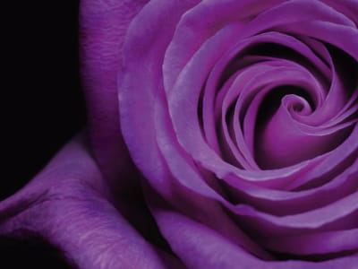Фотошпалери Пурпурова троянда