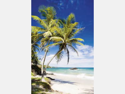 Фотошпалери Пальми на тропічному пляжі