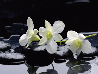 Фотообои Белые орхидеи в воде