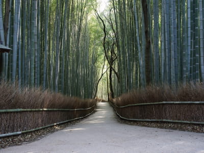Фотообои Дорога в бамбуковой роще