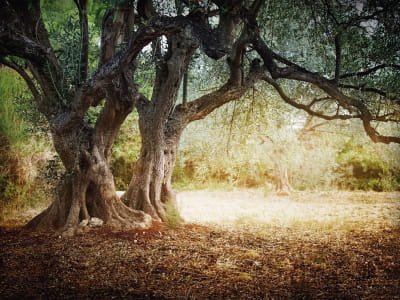 Фотошпалери Оливкове дерево