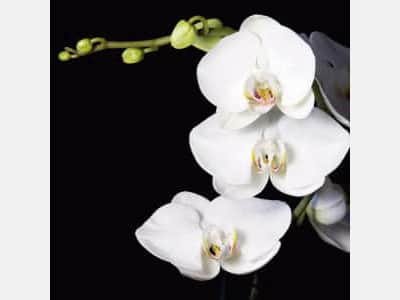 Фотошпалери Біла орхідея