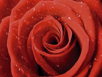 Фотошпалери Краплі води на троянді
