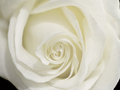 Фотошпалери Красива біла троянда