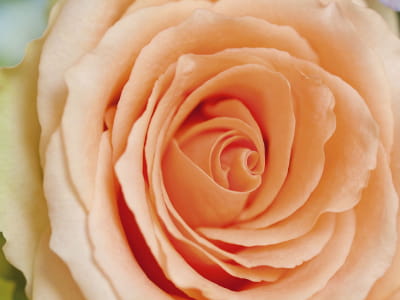 Фотошпалери Персикова троянда