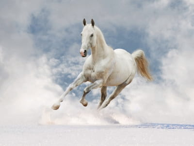 Фотошпалери Красивий білий кінь