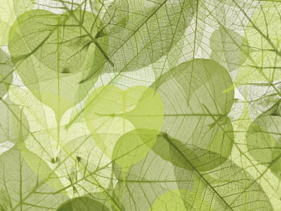 Фотообои Прозрачные зелёные листья