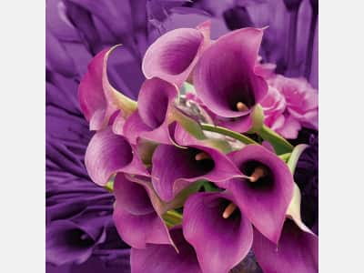 Фотообои Букет пурпурных калл