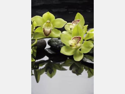 Фотошпалери Зелена орхідея в воді