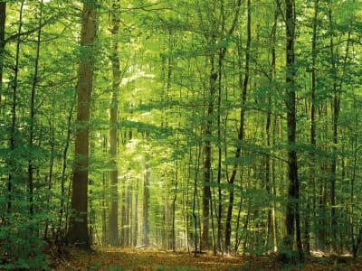 Фотообои Природа лес