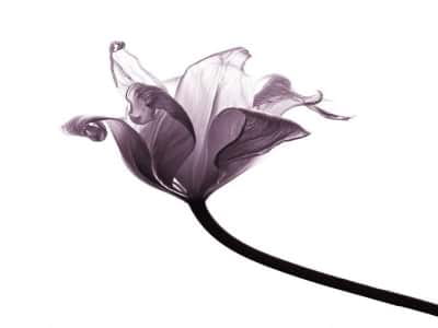 Фотообои Сиреневый тюльпан