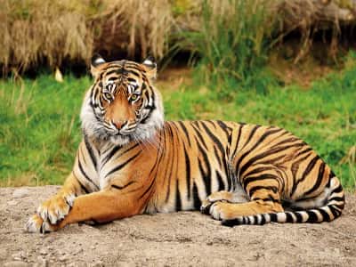 Фотошпалери Смугастий тигр