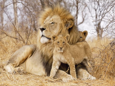 Фотообои Лев и львята