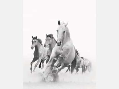 Фотообои Табун лошадей