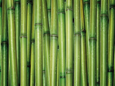 Фотошпалери Стебла бамбука