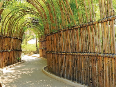 Фотошпалери Бамбукова арка