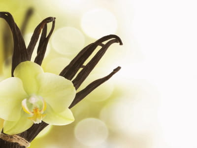 Фотошпалери Орхідея і ваніль