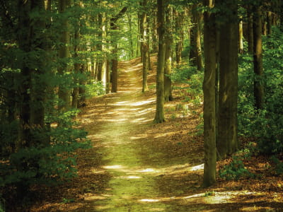Фотошпалери Тіниста лісова доріжка