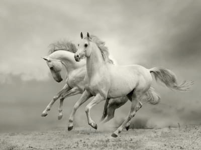 Фотообои Два белых коня
