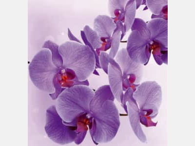 Фотообои Пурпурные орхидеи