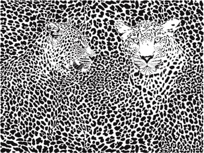 Фотошпалери Чорно-білі леопарди