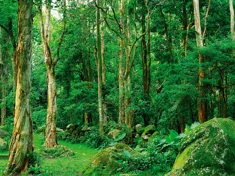 Фотошпалери Зелений ліс в інтер'єрі