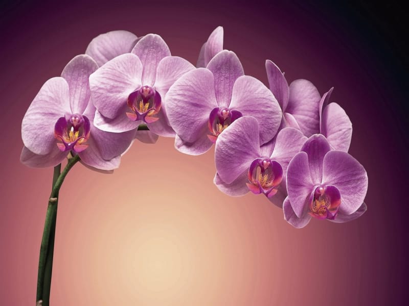 Фотошпалери Об'ємна пурпурна орхідея