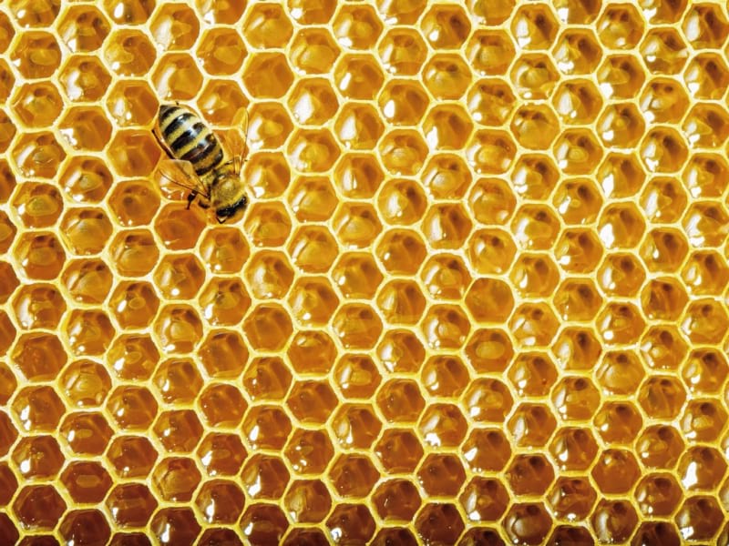 Фото Пчелиные соты, более 85 качественных бесплатных стоковых фото